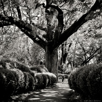 Parco Giardino Sigurta I