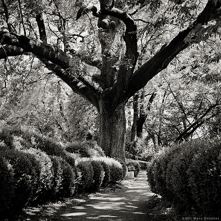 Parco Giardino Sigurta I