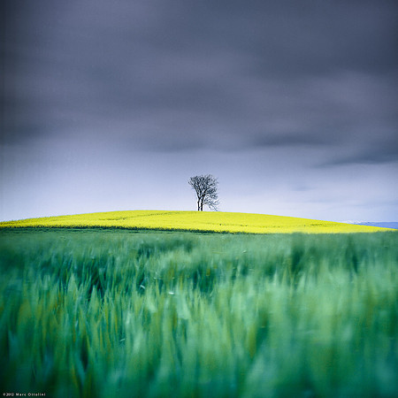 Yellow Hill on Green Grass II