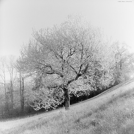 Dream Tree I