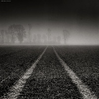 Leading to the Trees II