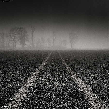 Leading to the Trees II