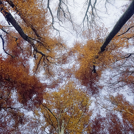 Golden Forest