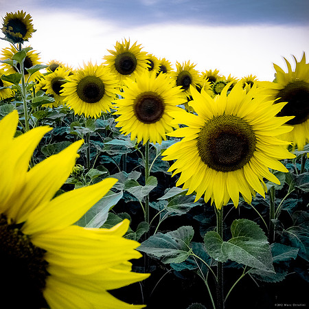 Sunflowers Beauty III