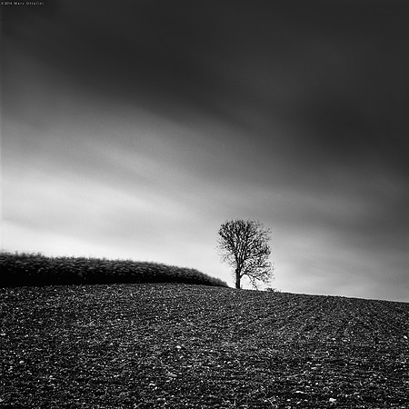 Windy Tree