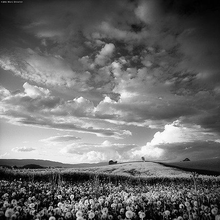 Spring Flower Carpet IV