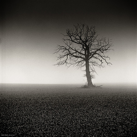 Dead Foggy Tree III