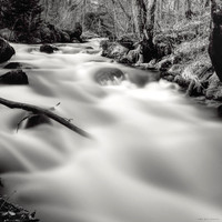 In the Woods of the Smooth Water River IV