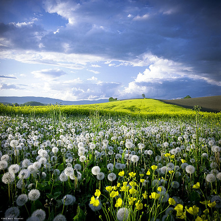 Spring Flower Carpet I