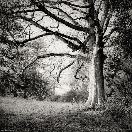 Across the Mystic Forest