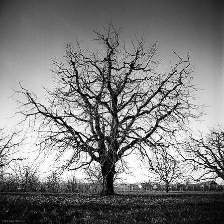 The Black Trees Orchard II