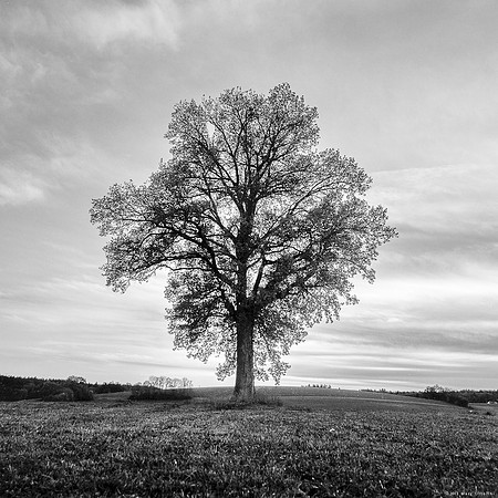 One Tree II