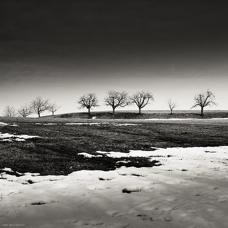 Morning Trees