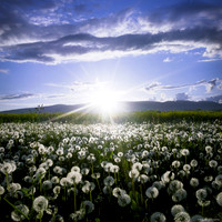 Spring Flower Carpet II