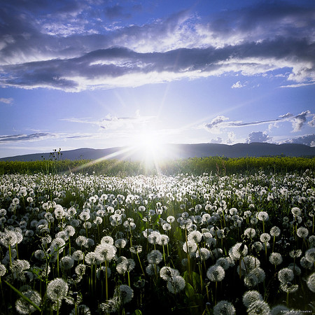 Spring Flower Carpet II