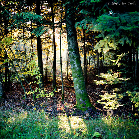 Forest Sun