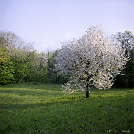 White Tree I