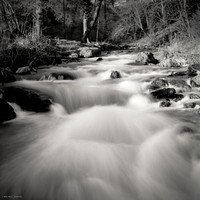 In the Woods of the Smooth Water River III