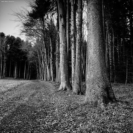Silver Forest I