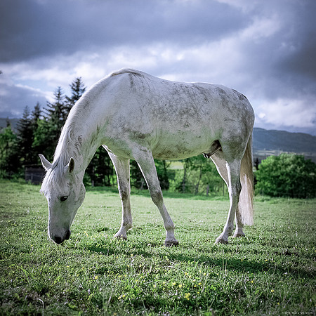 White Horse