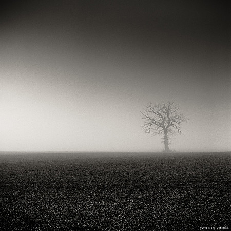 Dead Foggy Tree II