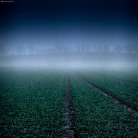 Leading to the Trees III