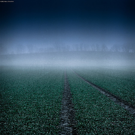 Leading to the Trees III