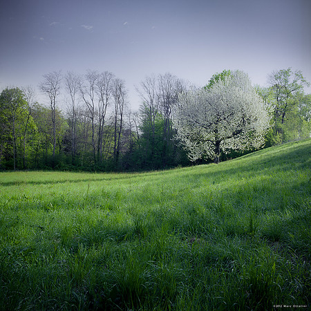 White Tree V