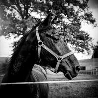 Black Beauty I