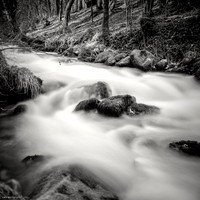 In the Woods of the Smooth Water River II