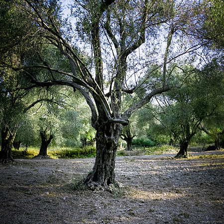 Olea Europaea I
