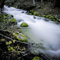 In the Woods of the Smooth Water River V