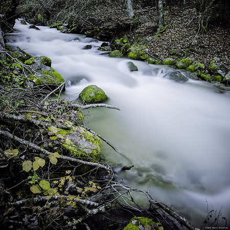 In the Woods of the Smooth Water River V