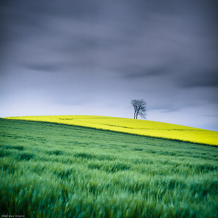 Yellow Hill on Green Grass I