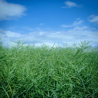 Green in the Blue Sky III