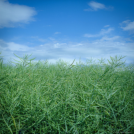 Green in the Blue Sky III