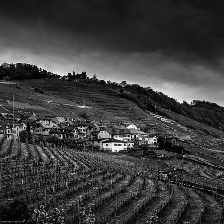 Lavaux Wineyards I