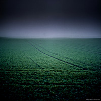 Lines in the Mist