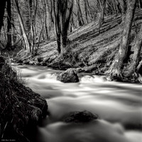 In the Woods of the Smooth Water River I