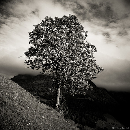 Mountain Tree II