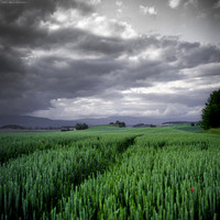 Green in the Grey Sky I