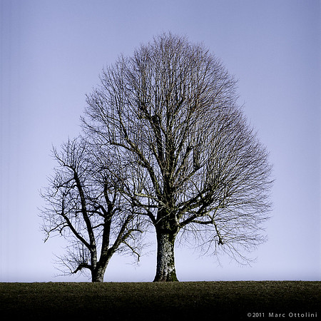 Sa Majesté : l'Arbre