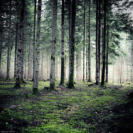 Verticality II