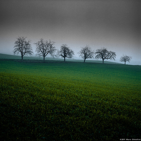 Six Trees