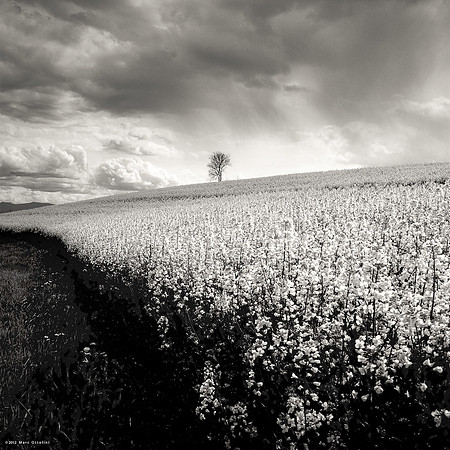 Lonely Tree on the Hill I