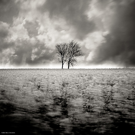 Two Trees in Flower River II