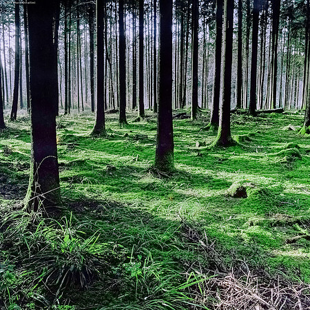 Green Carpet