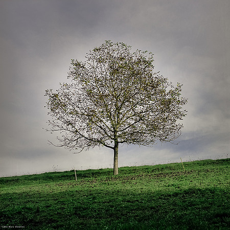 One Tree