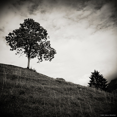 Mountain Tree III