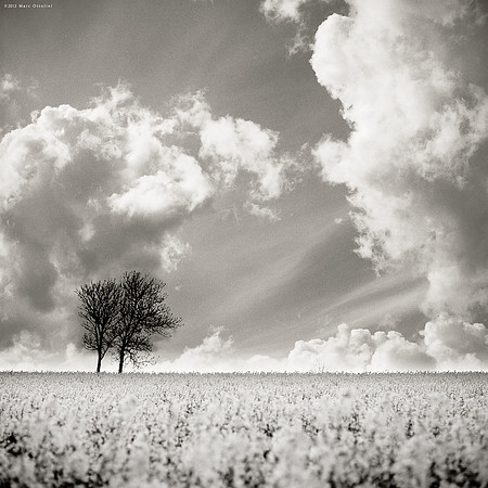 Two Trees in Flower River III